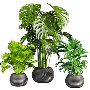 plant vol 850 - monstera - deliciosa - madison 3D