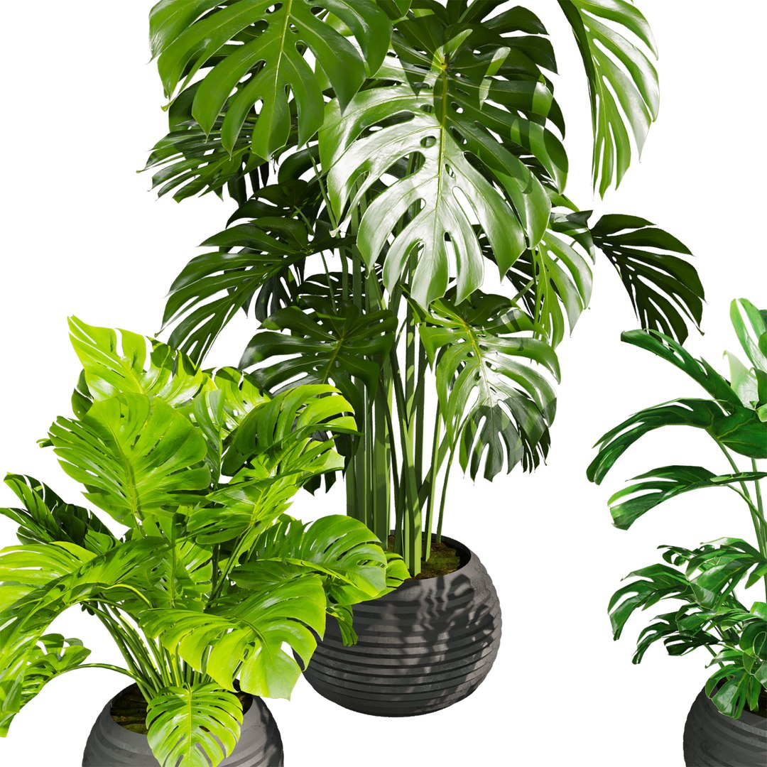 plant vol 850 - monstera - deliciosa - madison 3D https://p.turbosquid.com/ts-thumb/7y/zX2tb0/R3/3/jpg/1770039320/1920x1080/fit_q87/55759557c3df34f08841af9eee9b83b8f8a2074e/3.jpg