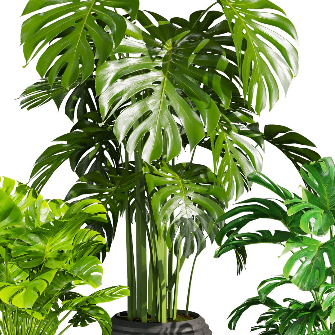 plant vol 850 - monstera - deliciosa - madison 3D https://p.turbosquid.com/ts-thumb/7y/zX2tb0/nB/2/jpg/1770039319/1920x1080/fit_q87/93d194f4a9d6c376b1c9925156c1a5fa8c54ab4a/2.jpg