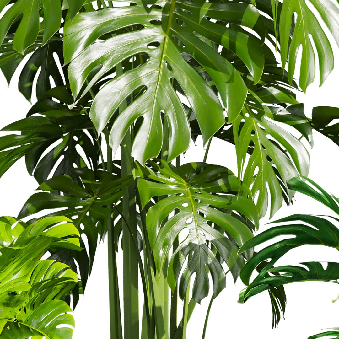 plant vol 850 - monstera - deliciosa - madison 3D https://p.turbosquid.com/ts-thumb/7y/zX2tb0/qW/4/jpg/1770039320/1920x1080/fit_q87/c610834ed93df6e460b5f89f0575f4eae134e534/4.jpg