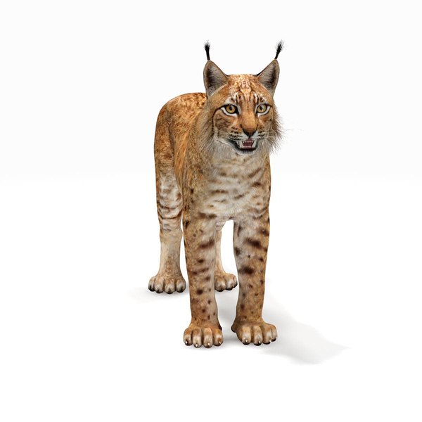 3D big cats 03 model - TurboSquid 1221726