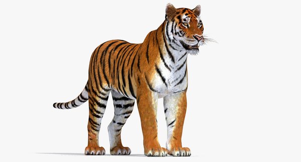 3D big cats 03 model - TurboSquid 1221726