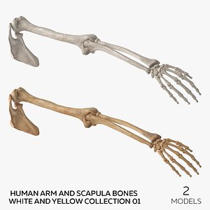 3D Human Arm and Scapula Bones White and Yellow Collection 01 - 2 models