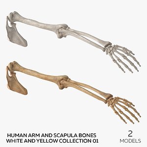 Human Arm and Scapula Bones White and Yellow Collection 01 - 2 models
