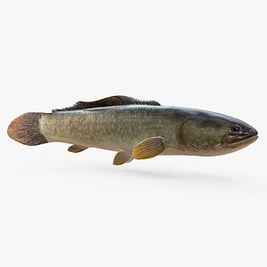 3D Bowfin fish Animated model