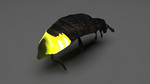 Glow Worm