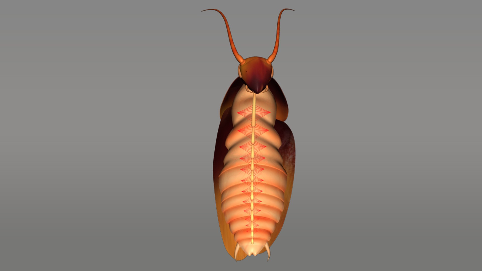 Cockroaches Insects Obj