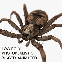 Spider