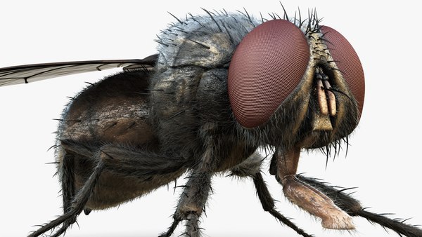 3D HouseFly Rigged Animated 8K PBR Textures - TurboSquid 1908266