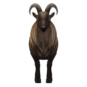 Himalayan mountain goat 3D model