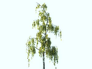 3D tree scanned
