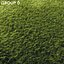 3D real grass model