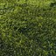 3D real grass model