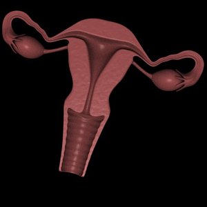 uterus section