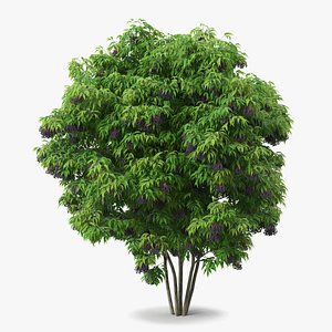 American Elderberry Shrub with Berries 3D model