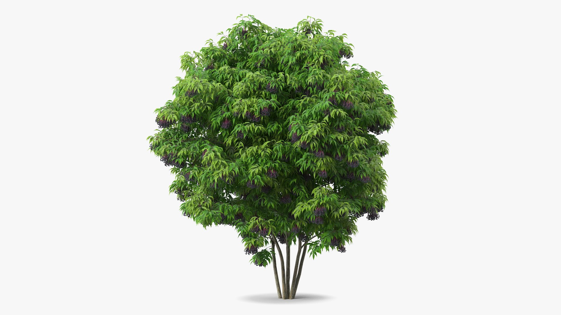 American Elderberry Shrub with Berries 3D model preview