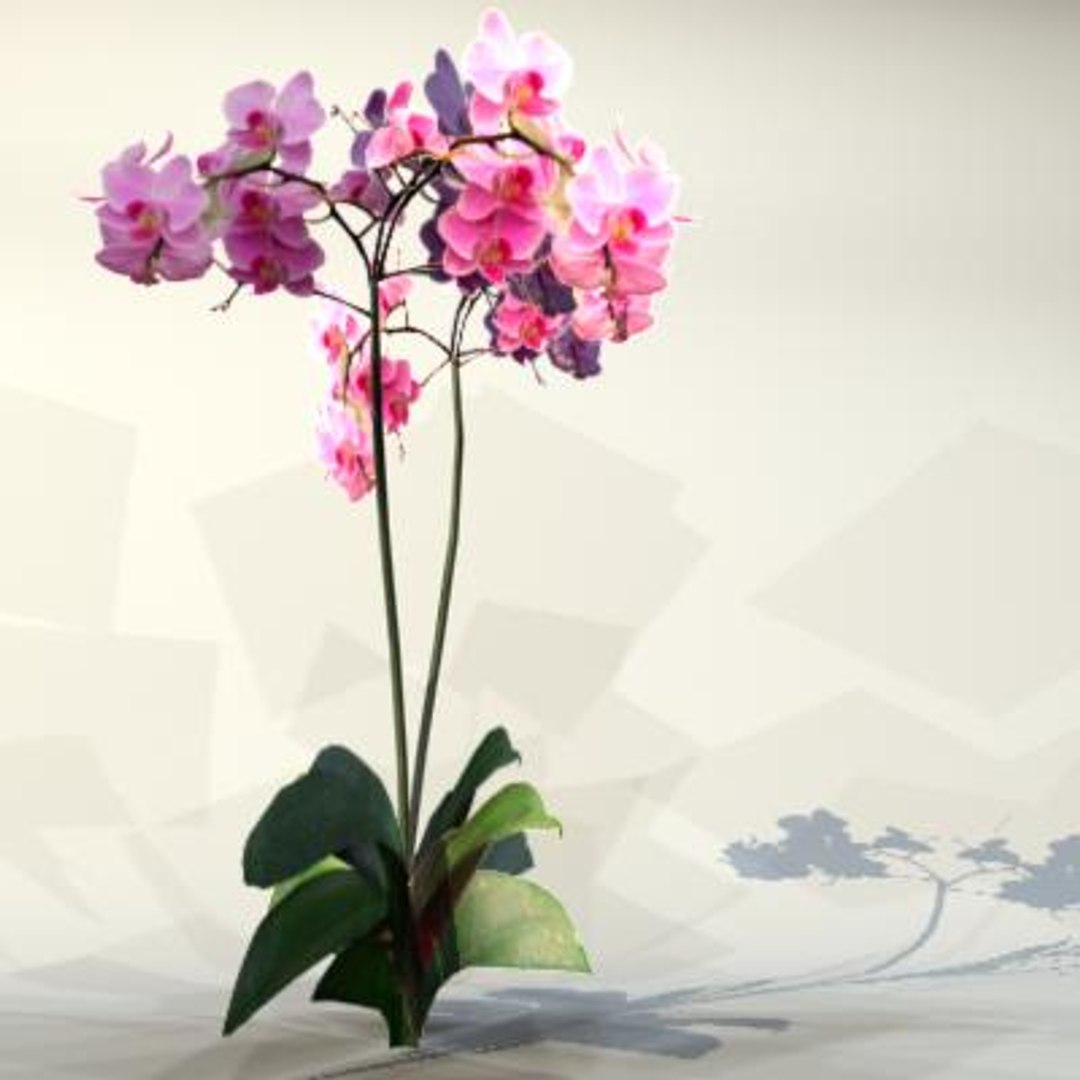 flowers pc ps3 3d max https://p.turbosquid.com/ts-thumb/80/N5h11c/vfNHExak/flower_048/jpg/1229775499/1920x1080/fit_q87/6cb30dfa10d590c1962fa639c1d5525b695dc6bb/flower_048.jpg