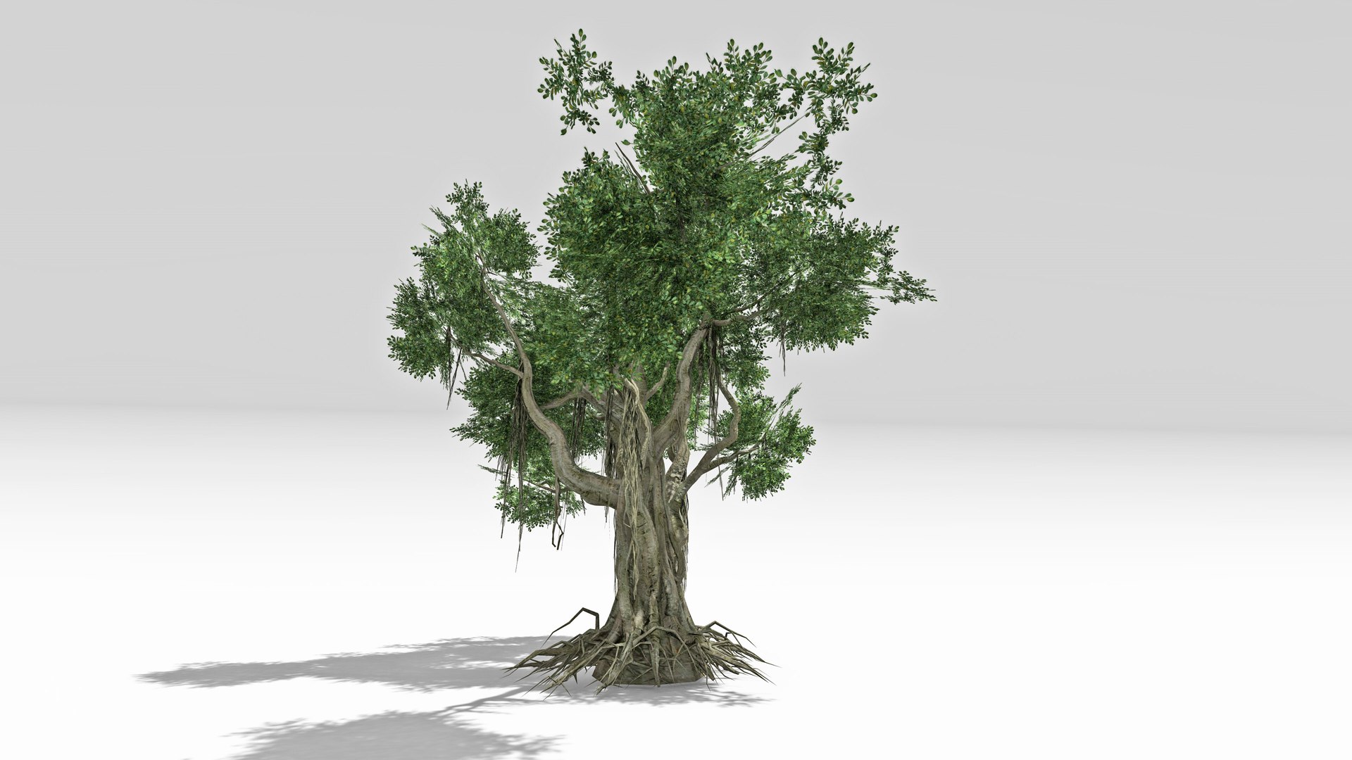 Chinese Banyan Tree-S2 Model - TurboSquid 2414241