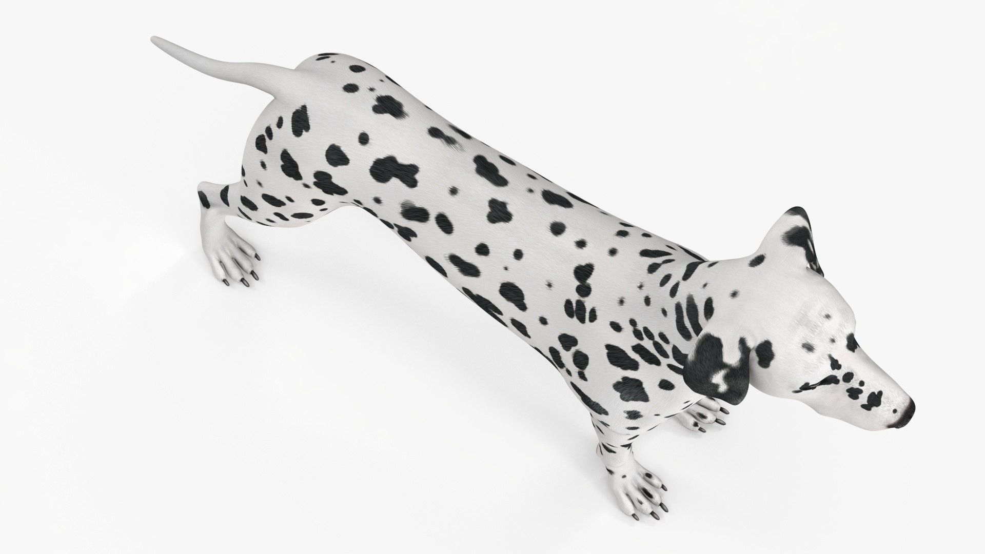 3D Spotted Dalmatian Dog Rigged model https://p.turbosquid.com/ts-thumb/80/dOcMBf/Ak/spotteddalmatiandogriggedc4dmodel032/jpg/1716121407/1920x1080/fit_q87/289595ede9281a568858e11114f9fc9a575706c9/spotteddalmatiandogriggedc4dmodel032.jpg