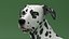 Spotted Dalmatian Dog Rigged