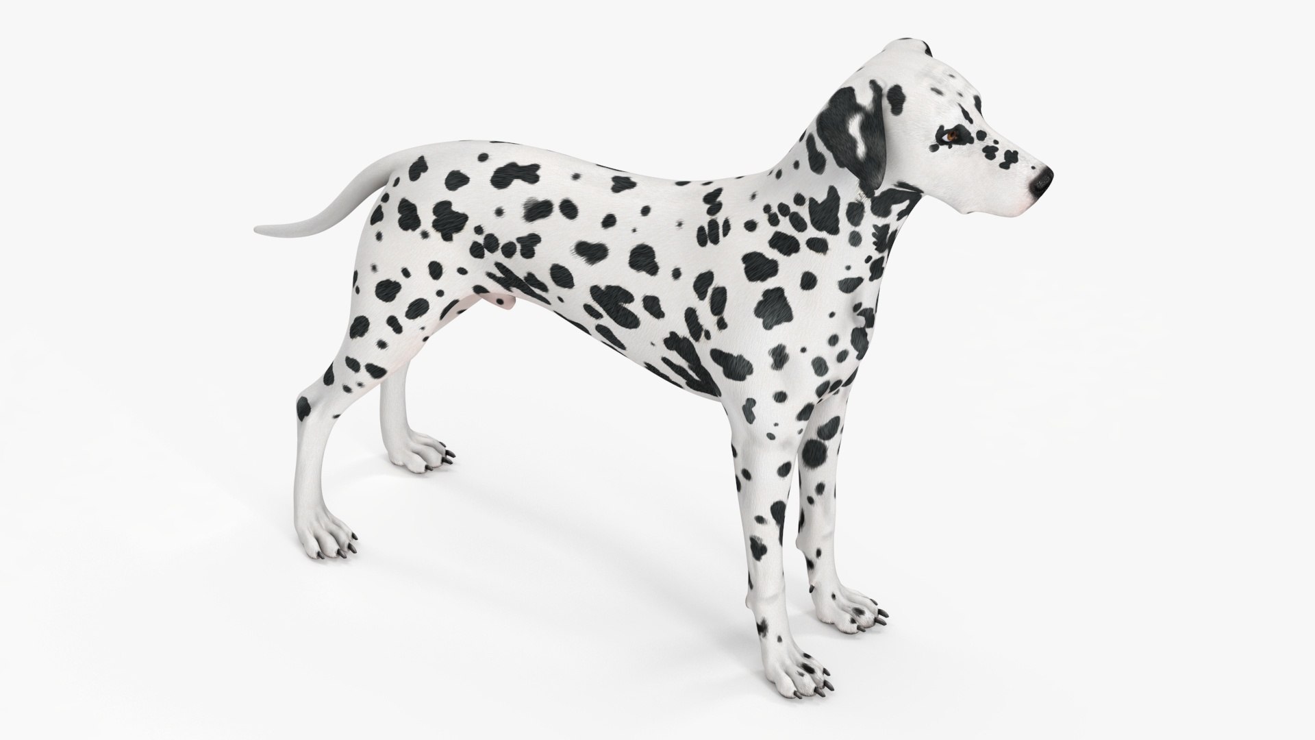 3D Spotted Dalmatian Dog Rigged model https://p.turbosquid.com/ts-thumb/80/dOcMBf/II/spotteddalmatiandogriggedc4dmodel027/jpg/1716121389/1920x1080/fit_q87/63c53ac155c1aad837ef739309c6d82c6b05852e/spotteddalmatiandogriggedc4dmodel027.jpg