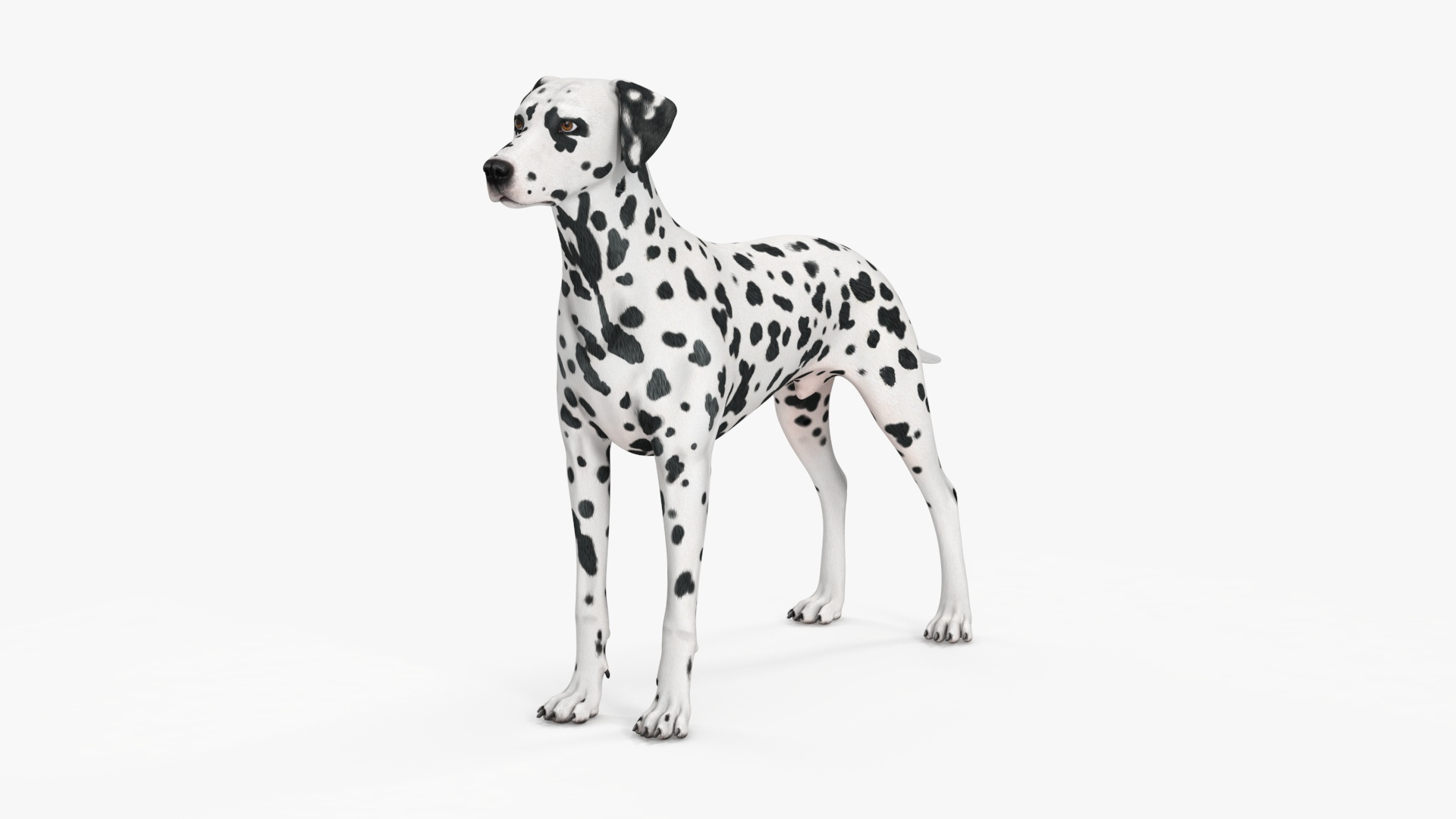 3D Spotted Dalmatian Dog Rigged model https://p.turbosquid.com/ts-thumb/80/dOcMBf/QT/spotted_dalmatian_dog_rigged_360/jpg/1716120789/1920x1080/turn_fit_q99/fd9dbdcc6d12883dac1a6d3652ed34b9d387de88/spotted_dalmatian_dog_rigged_360-1.jpg