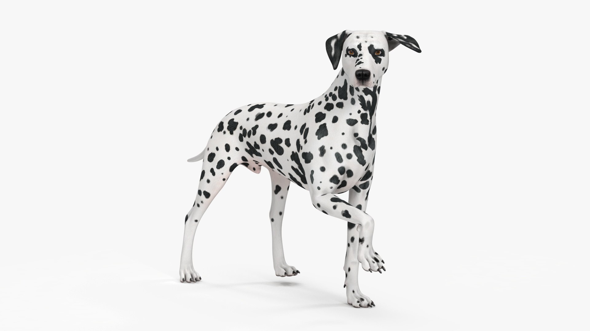 3D Spotted Dalmatian Dog Rigged model https://p.turbosquid.com/ts-thumb/80/dOcMBf/br/spotteddalmatiandogriggedc4dmodel023/jpg/1716121372/1920x1080/fit_q87/fbc8f2d28ddada7cfd3efcaf44e06d01f8b299c9/spotteddalmatiandogriggedc4dmodel023.jpg