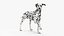 Spotted Dalmatian Dog Rigged