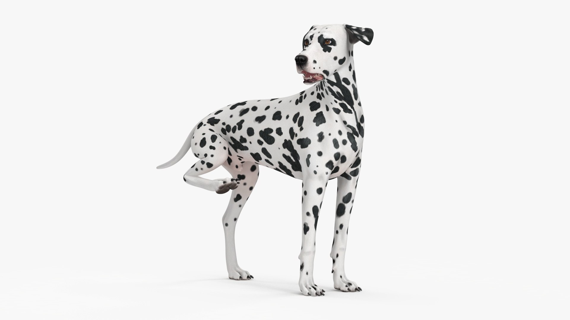 3D Spotted Dalmatian Dog Rigged model https://p.turbosquid.com/ts-thumb/80/dOcMBf/cA/spotteddalmatiandogriggedc4dmodel025/jpg/1716121379/1920x1080/fit_q87/afde11cefb471e7b2726702a25e3cef8270b9dc7/spotteddalmatiandogriggedc4dmodel025.jpg