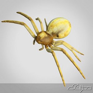3d model spider
