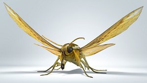 3D moth rigged