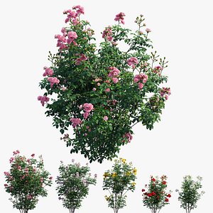Rose plant set 66 3D model