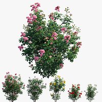 Rose plant set 66