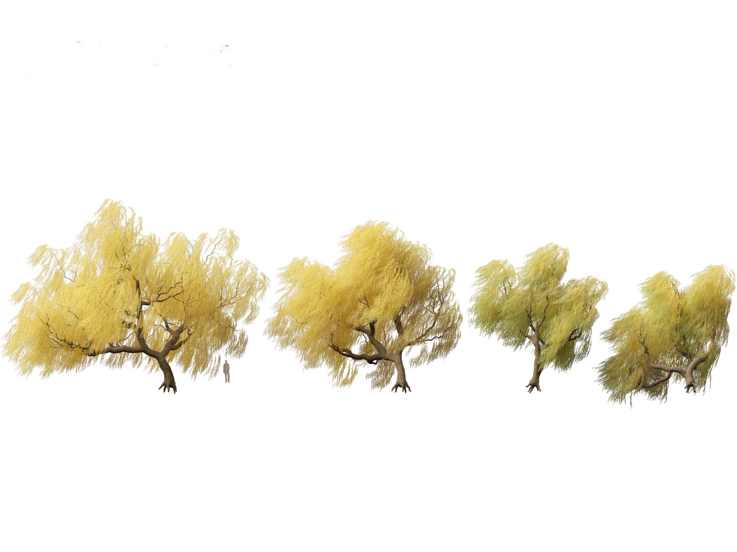 3D model Salix babylonica - Weeping willow 17 https://p.turbosquid.com/ts-thumb/81/sZEJbG/1w/salix_babylonica_171/jpg/1696856941/1920x1080/fit_q87/2b6aacd27a3b6de624d68e707d2f306e78c6e7df/salix_babylonica_171.jpg