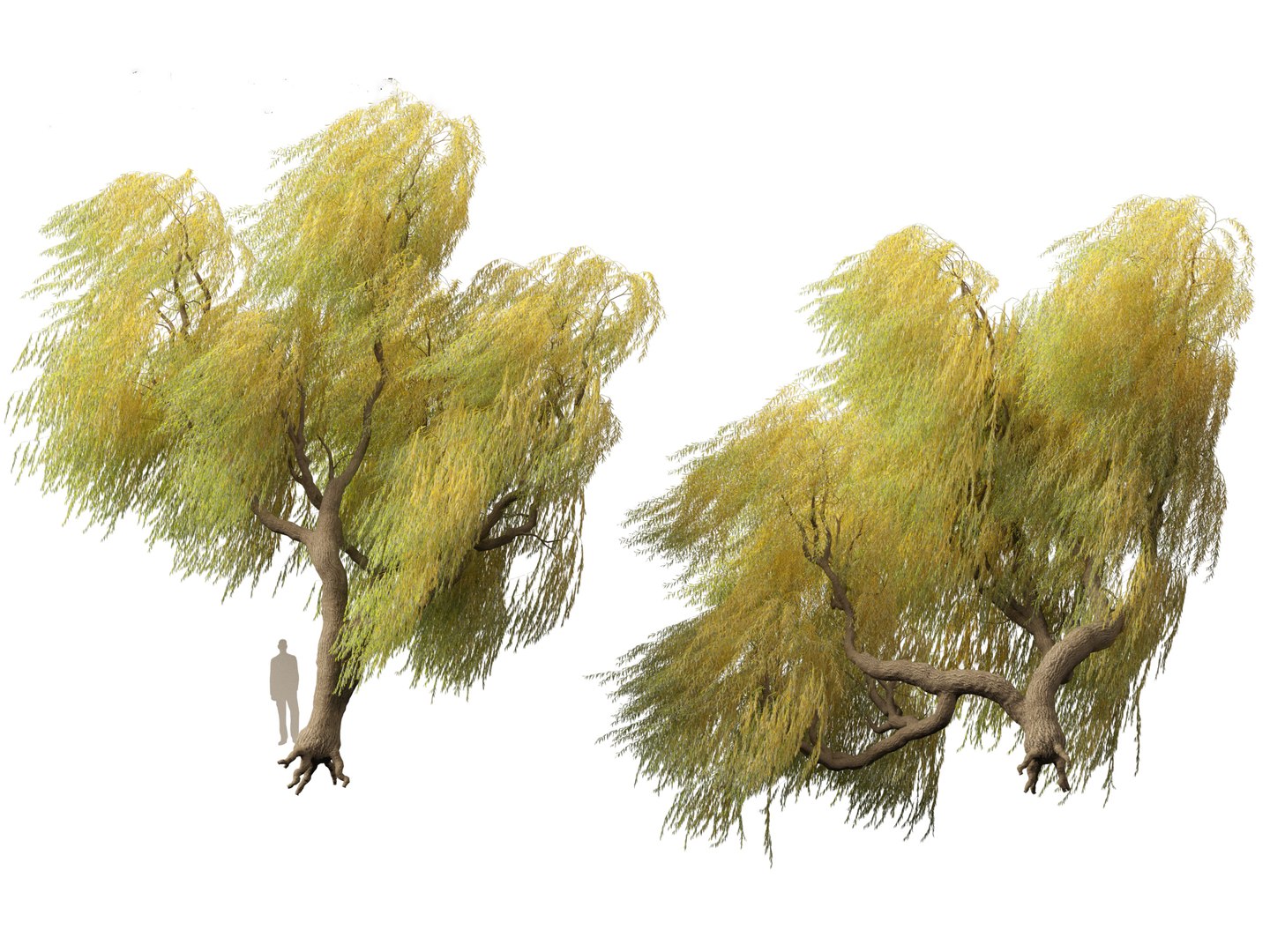 3D model Salix babylonica - Weeping willow 17 https://p.turbosquid.com/ts-thumb/81/sZEJbG/Qn/salix_babylonica_175/jpg/1696856955/1920x1080/fit_q87/9f1434e5d3a43e5c2d5be89f1f618b082095c727/salix_babylonica_175.jpg
