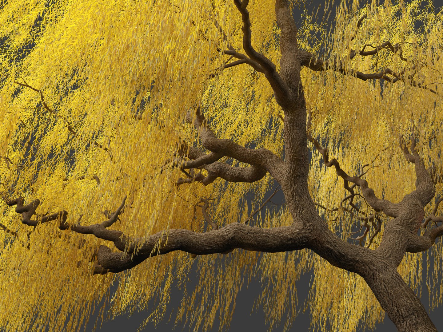 3D model Salix babylonica - Weeping willow 17 https://p.turbosquid.com/ts-thumb/81/sZEJbG/UF/salix_babylonica_178/jpg/1696856973/1920x1080/fit_q87/cd2c8eb44f807eaec8db6b910a5d7192b4116df5/salix_babylonica_178.jpg