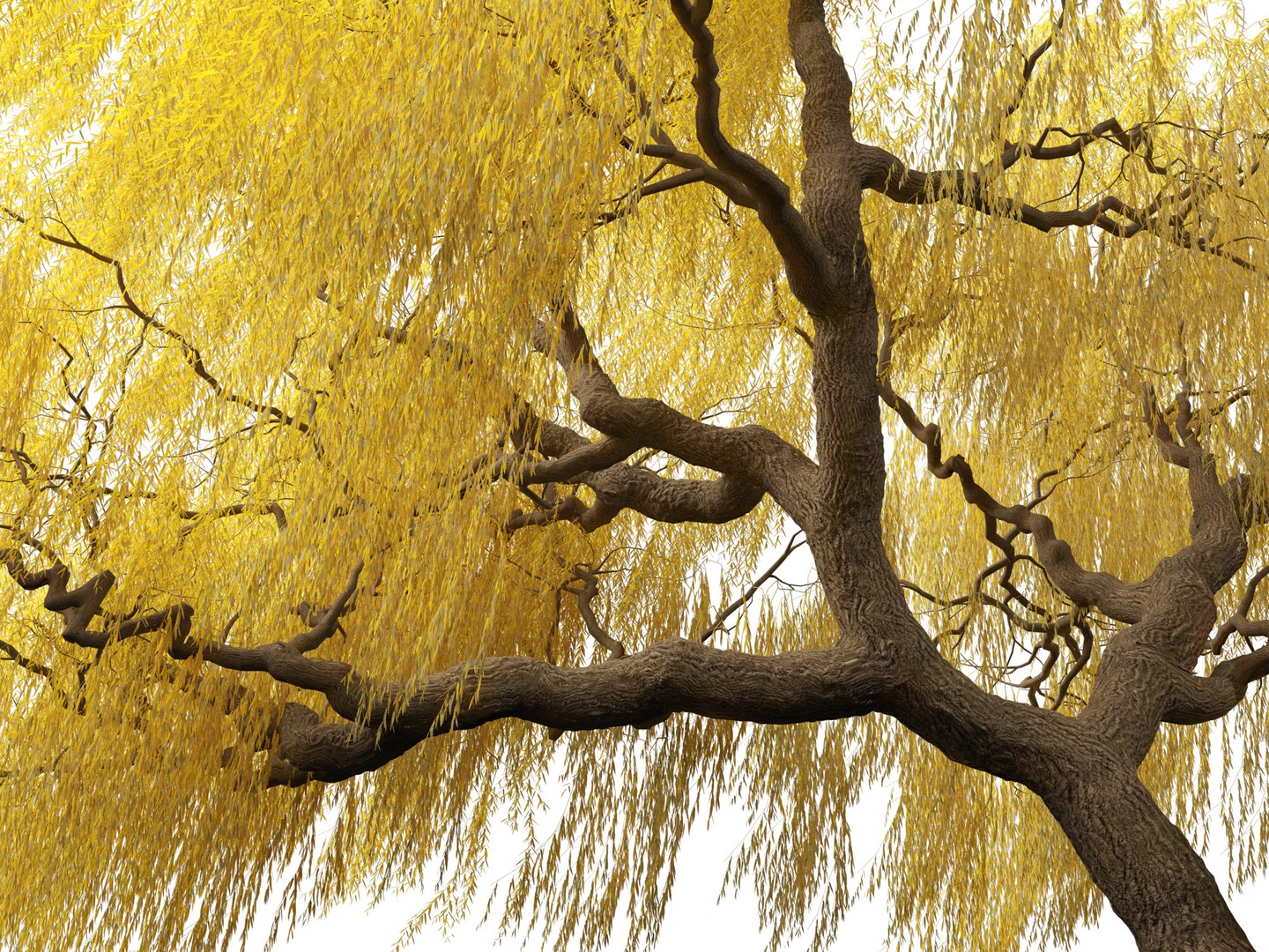 3D model Salix babylonica - Weeping willow 17 https://p.turbosquid.com/ts-thumb/81/sZEJbG/UT/salix_babylonica_177/jpg/1696856967/1920x1080/fit_q87/fedc93af22bff09679f14b039e1a8f6d28bed5ed/salix_babylonica_177.jpg