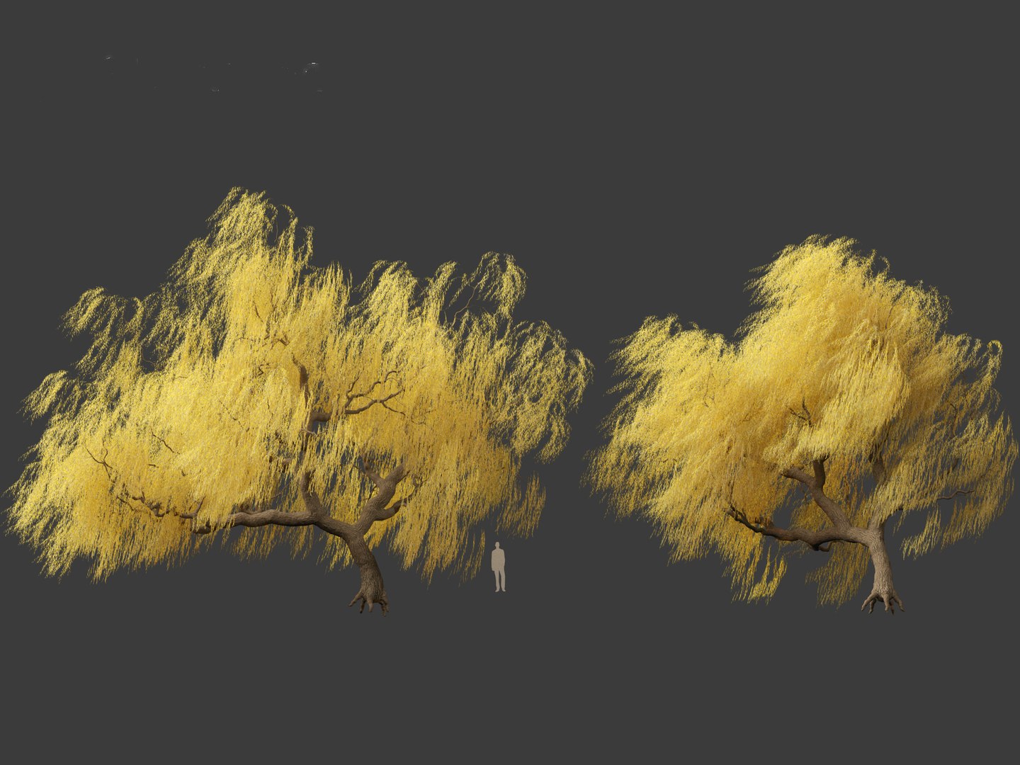 3D model Salix babylonica - Weeping willow 17 https://p.turbosquid.com/ts-thumb/81/sZEJbG/Wl/salix_babylonica_174/jpg/1696856951/1920x1080/fit_q87/3827fe0a703107150b58a22e67e236c59e4ab7c3/salix_babylonica_174.jpg