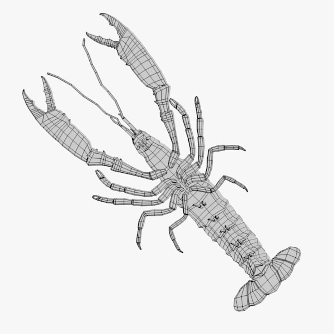 Scampi 3d Obj