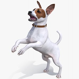 jack russell terrier white 3D model