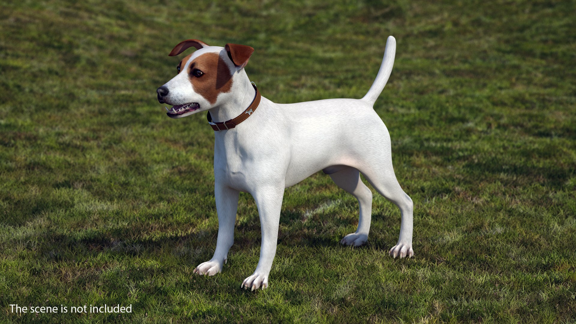 Jack Russell Terrier White Rigged for Maya 3D model preview
