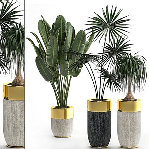 Houseplants in a luxury pot for the interior 705