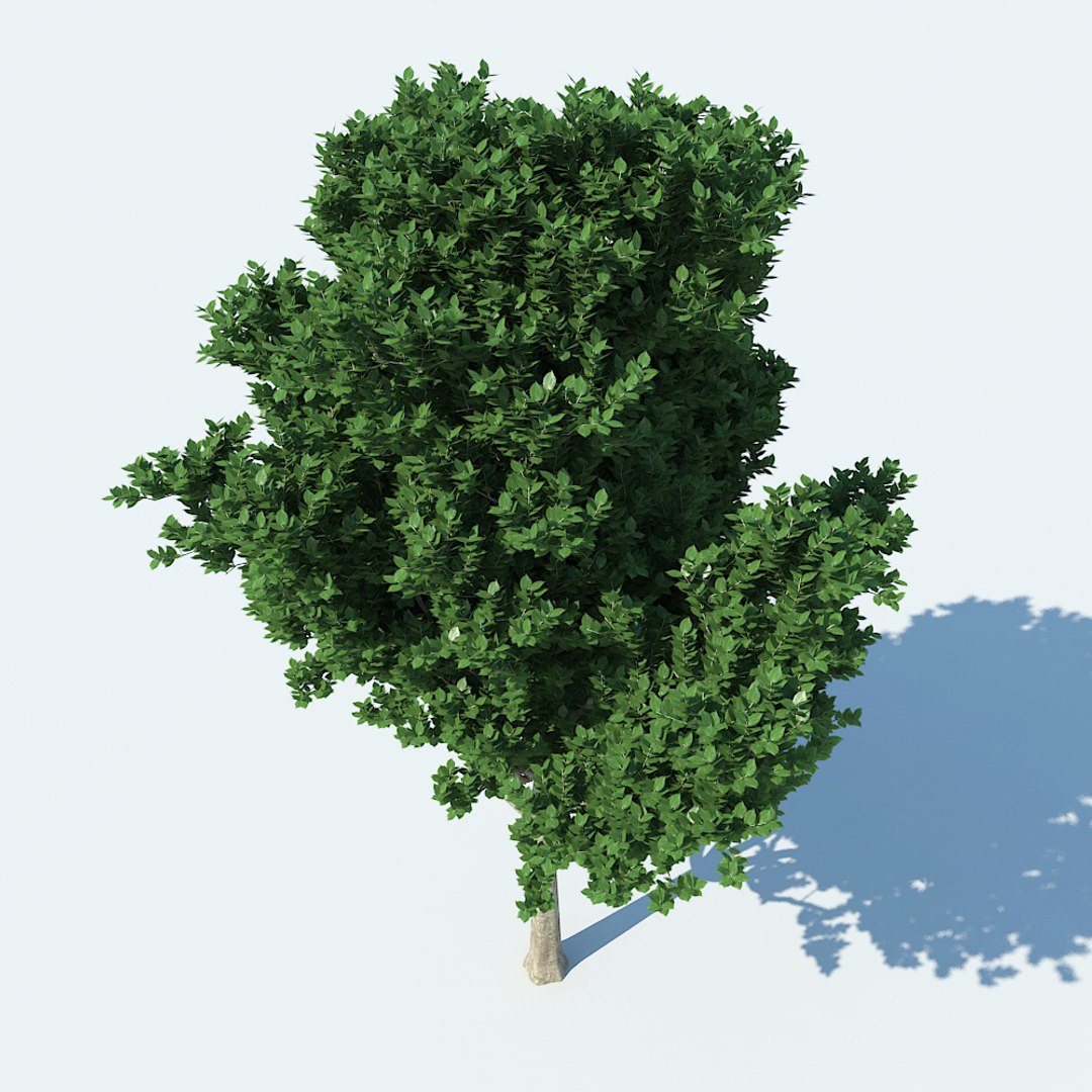 3d model of tree v1 https://p.turbosquid.com/ts-thumb/82/9x36hs/3v9F8Tam/03/jpg/1484749226/1920x1080/fit_q87/8d428fca8b34764a834624e882e700a1b0254b6f/03.jpg