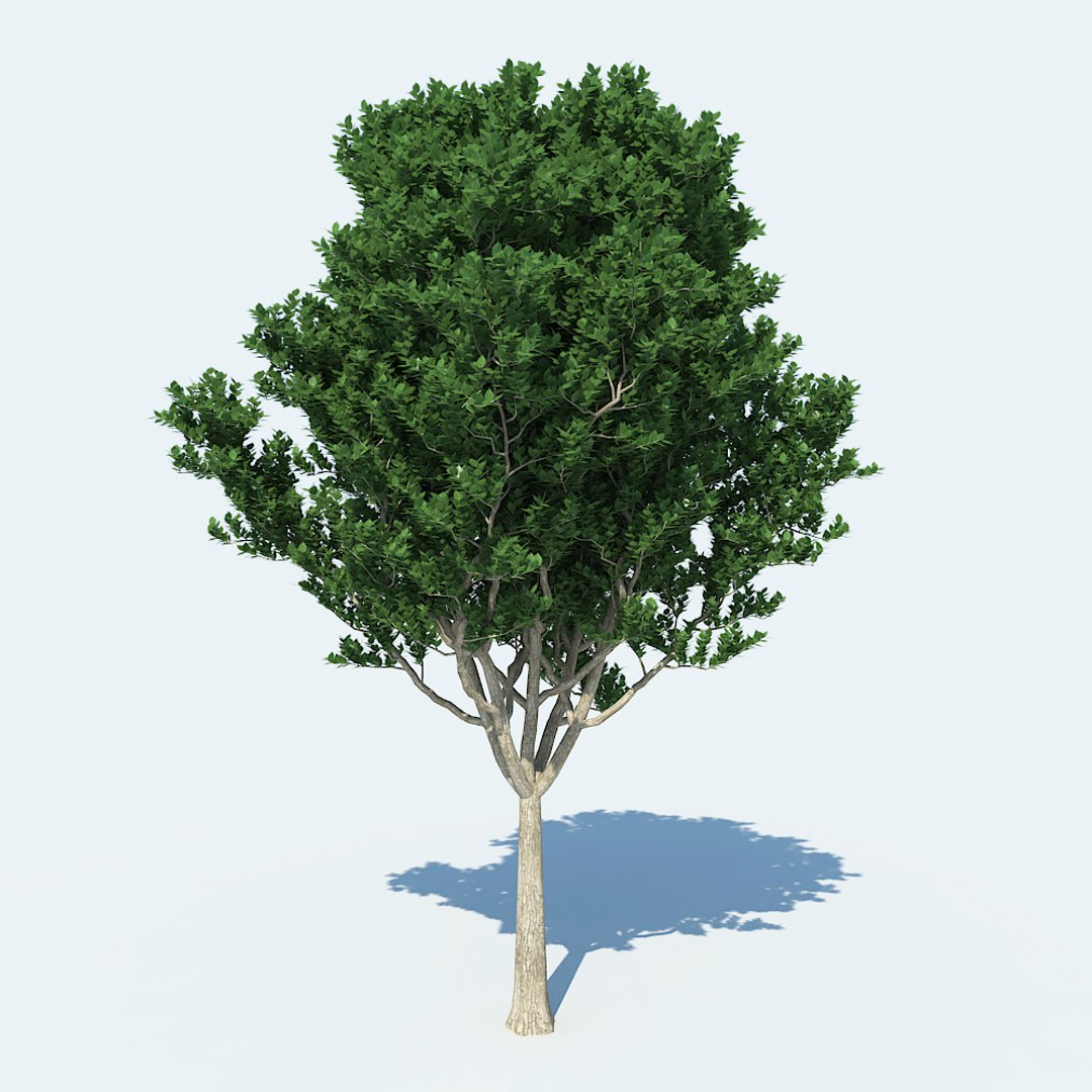 3d Model Of Tree V1