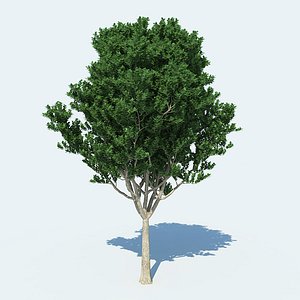 Tree v1