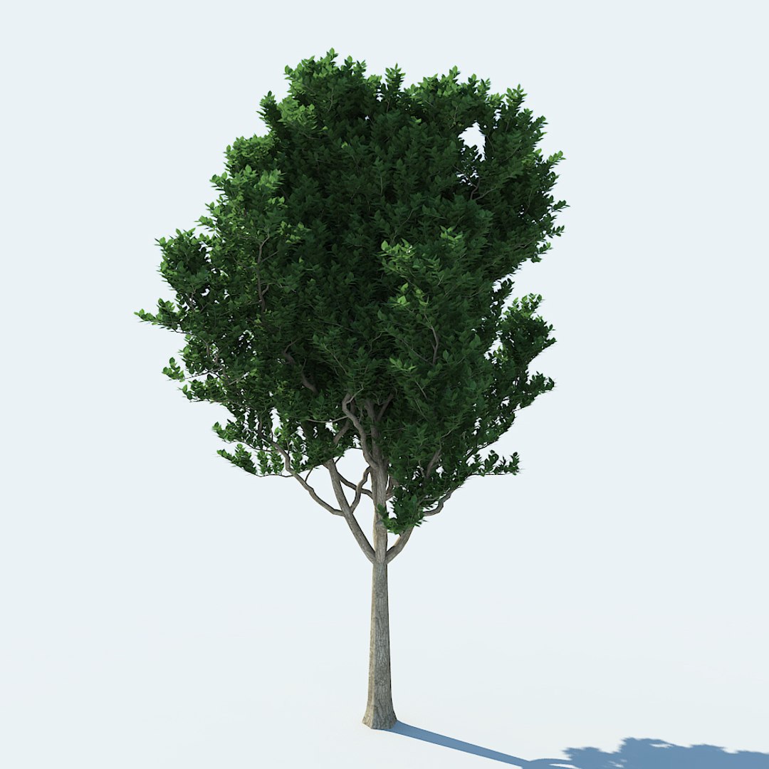 3d model of tree v1 https://p.turbosquid.com/ts-thumb/82/9x36hs/mBC9EmwT/02/jpg/1484749226/1920x1080/fit_q87/8e7fcd65f27b5d5ea7bdf24cc8e5b96c06f86689/02.jpg