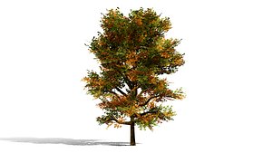 4 North American Oak Trees 3D model