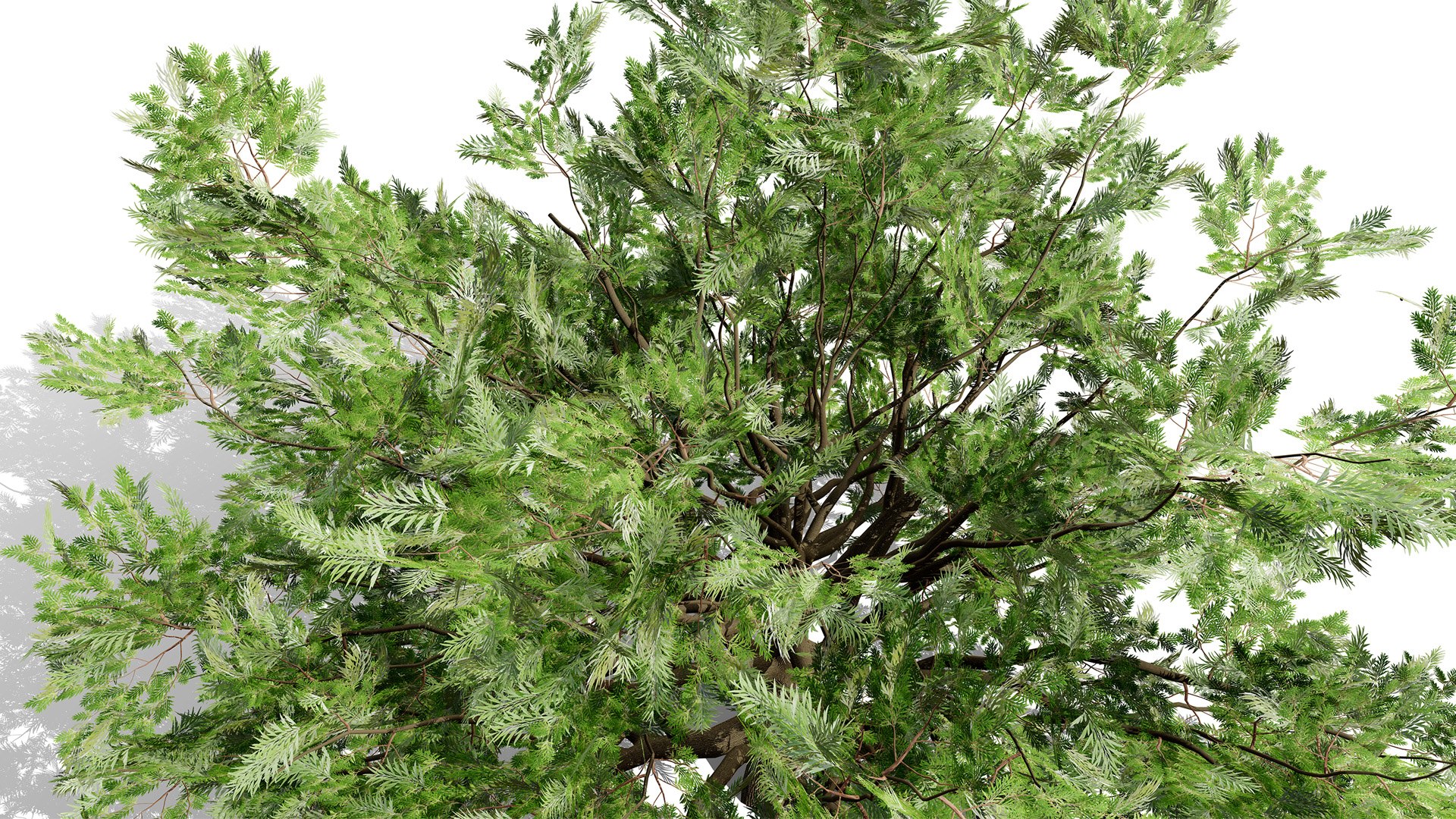4 North American Oak Trees 3D model https://p.turbosquid.com/ts-thumb/82/OKLvCT/3g/liveoakquercusvirginianaz32l/jpg/1784736909/1920x1080/fit_q87/915e8e436f4591385a9931220852cd1e64ed1bfc/liveoakquercusvirginianaz32l.jpg
