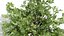 4 querce nordamericane