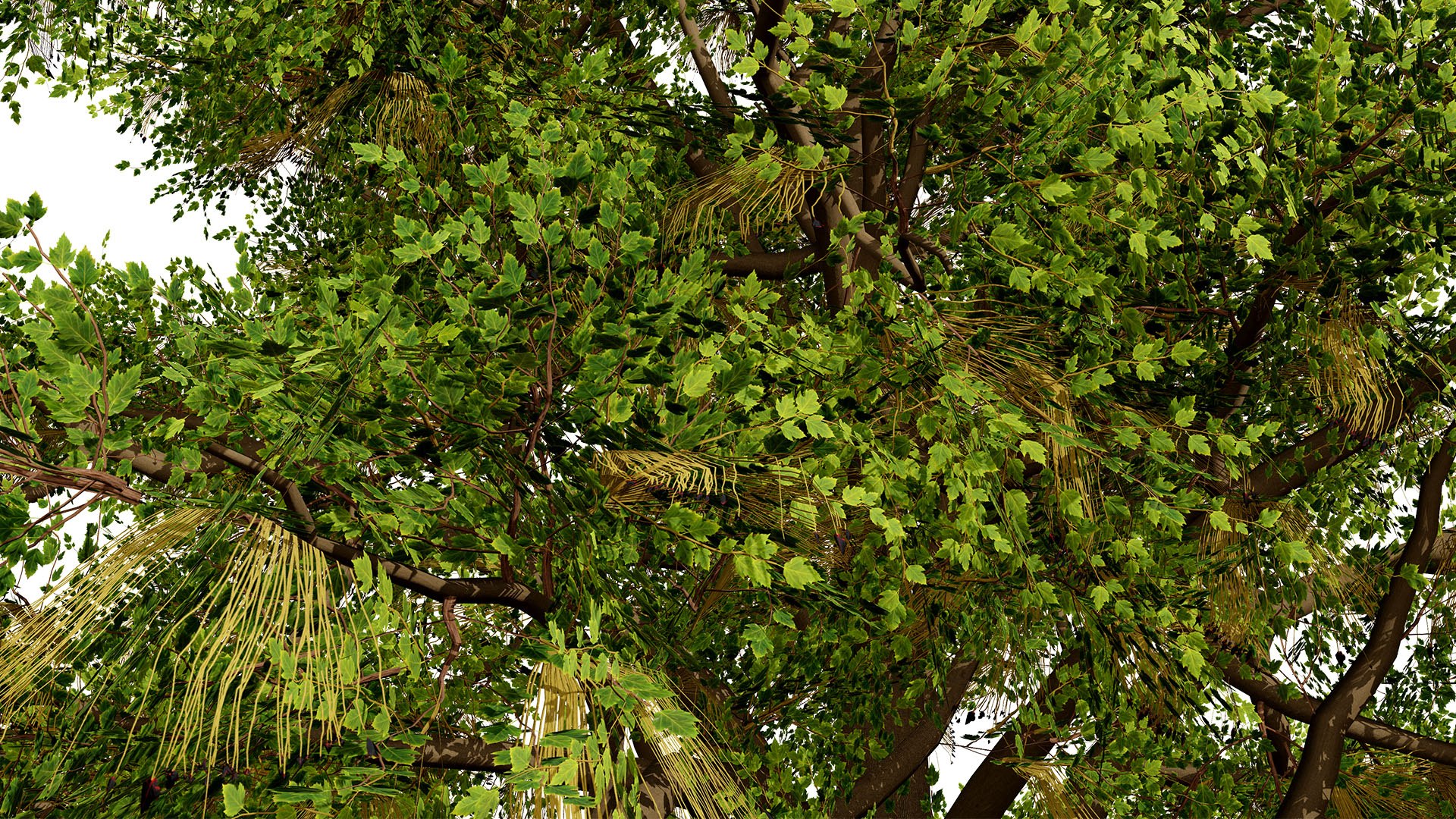 4 North American Oak Trees 3D model https://p.turbosquid.com/ts-thumb/82/OKLvCT/6u/boxelderacernegundoz32l/jpg/1784736904/1920x1080/fit_q87/8e7ffc56a59a3b28b9dba04a88425f44d372788d/boxelderacernegundoz32l.jpg